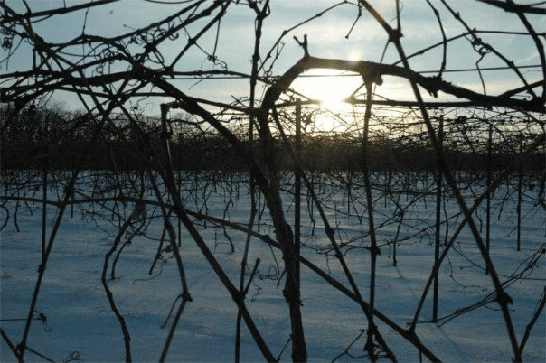wintervines Wintering
