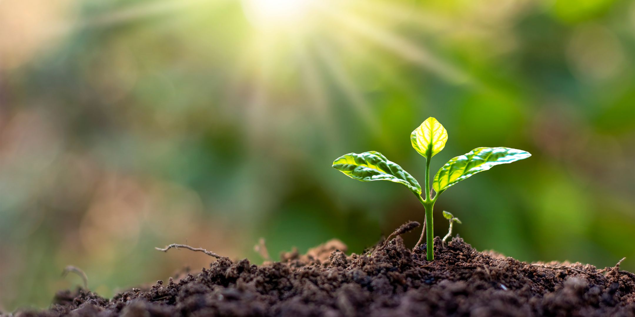 A plant growing out of soil